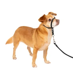 Store PetSafe Gentle Leader® Headcollar, No-Pull Dog Collar