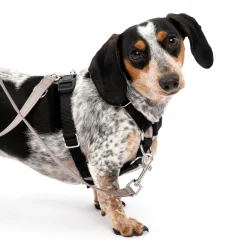 Discount PetSafe Sure-Fit Harness®